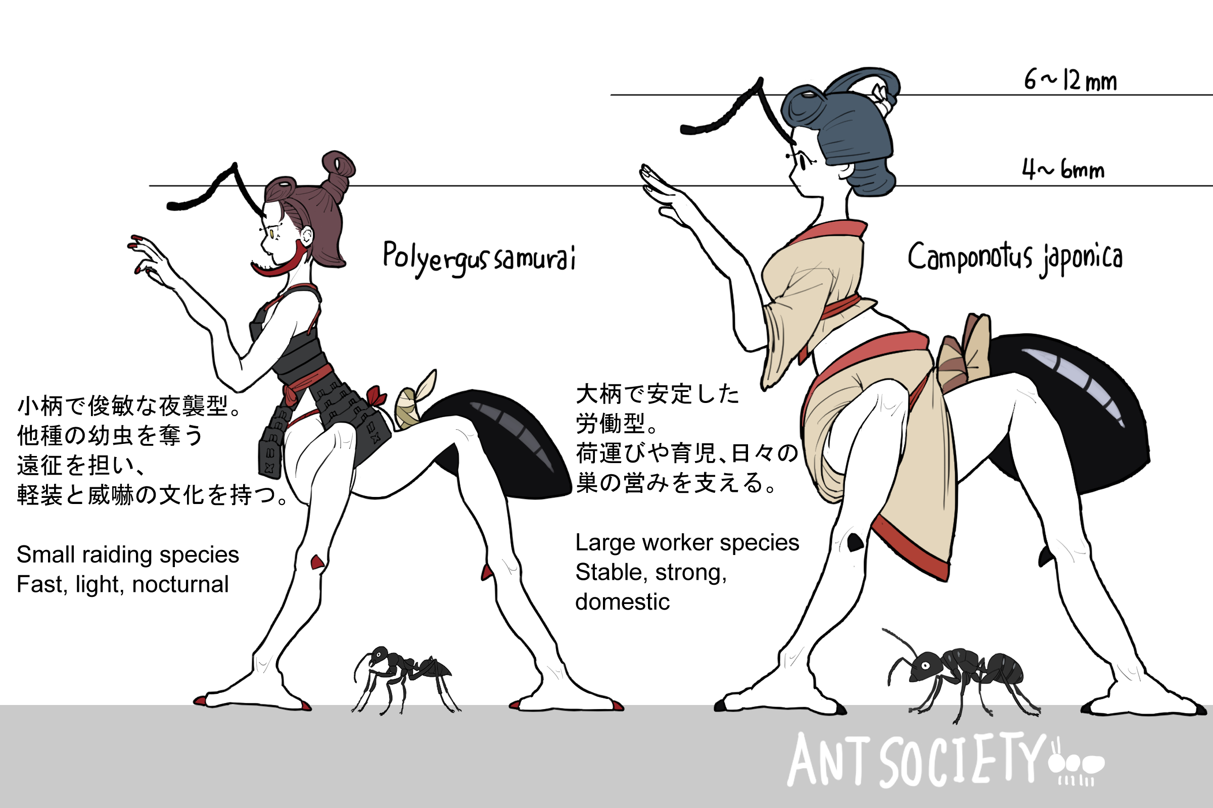 種比較図 実寸