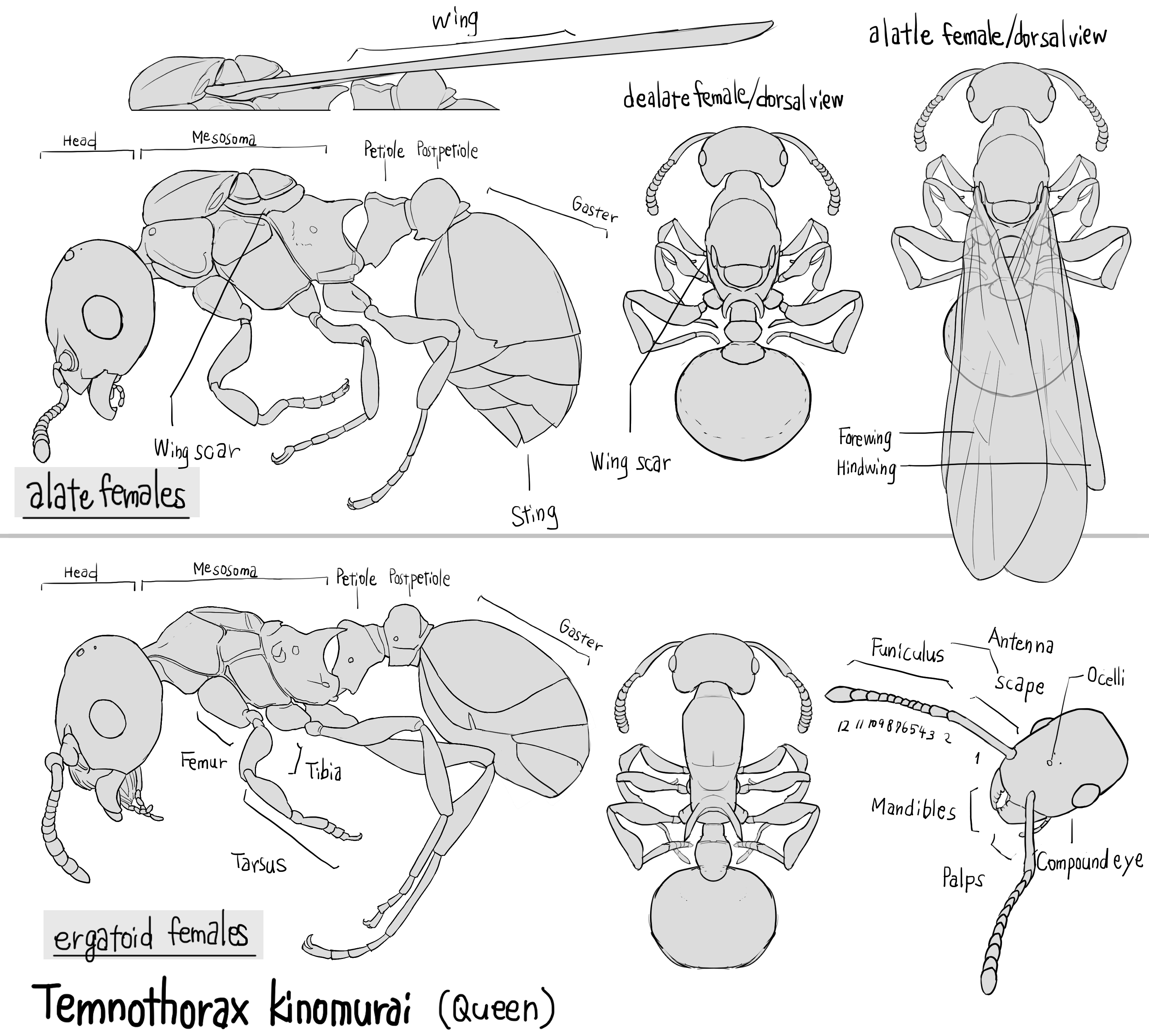 キノムラヤドリムネボソアリ 解剖図