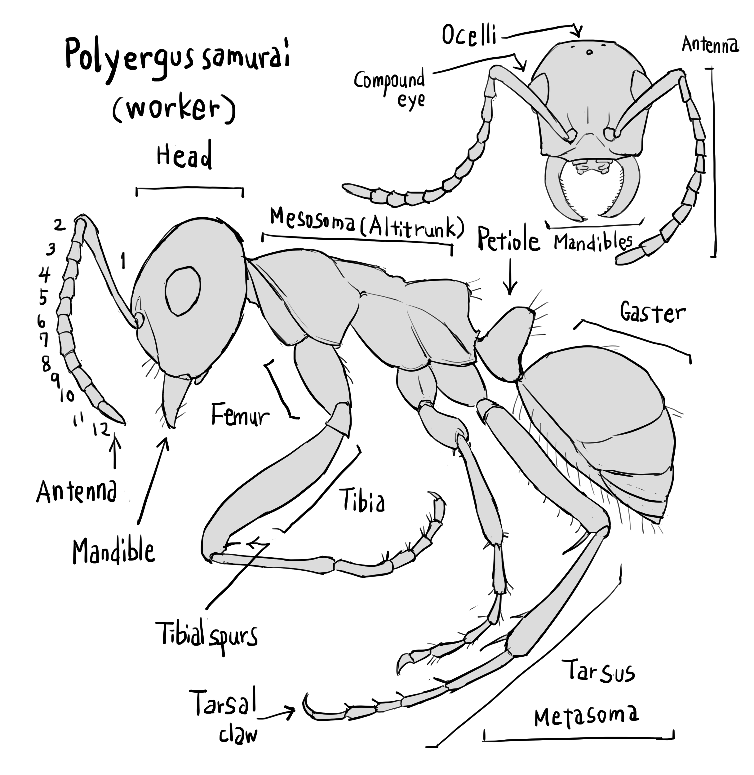 サムライアリ 生態図